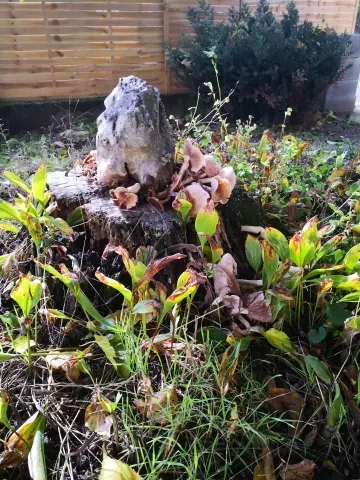 automne antre des vices