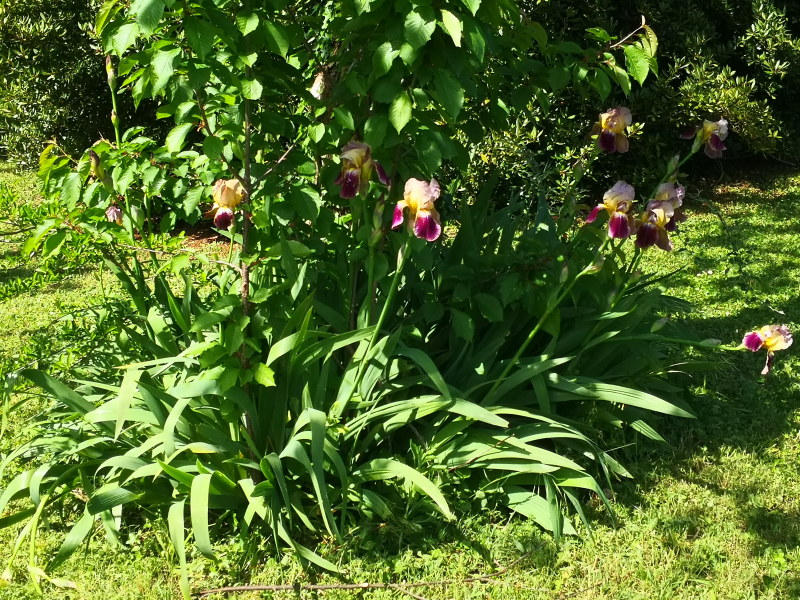 printemps antre des vices